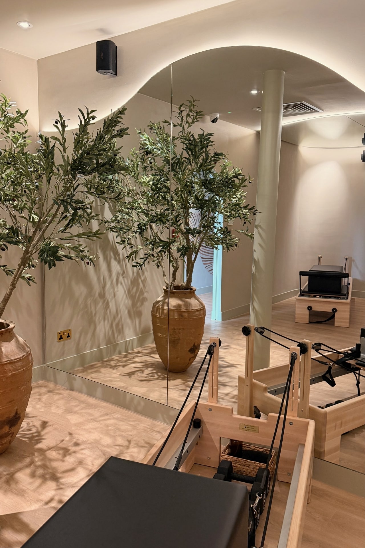 studio olive tree